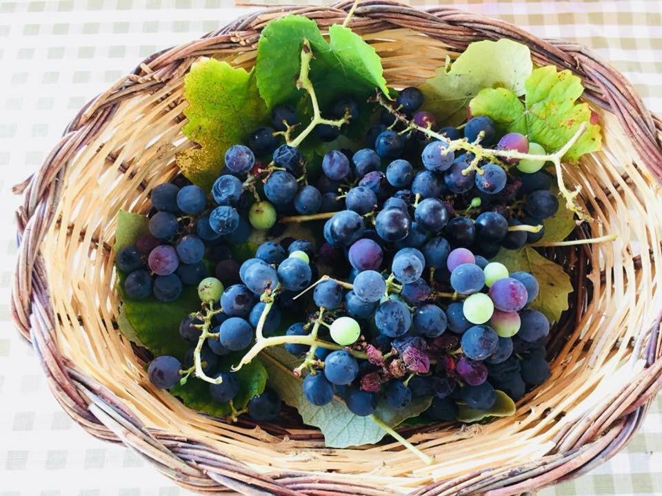 La Vallonea Casamassella Ngoại thất bức ảnh